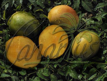 Mango Varieties sold by Canarius for Mediterranean and Subtropical Climates