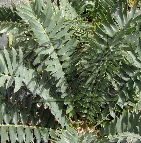 Encephalartos arenarius