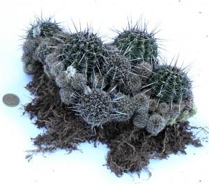 Echinopsis aurea