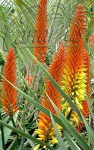 Aloe arborescens