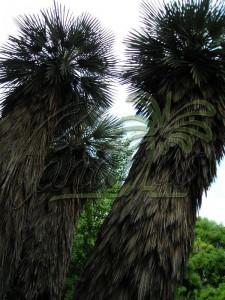 Juvenile Trithrinax campestris with silvery leaves