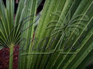 A leaf of the fully hardy Sabal minor. This palm can take about - 21 C.