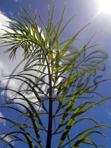 A bipinnnate cycad leaf