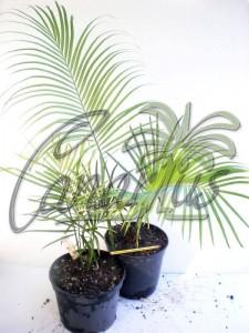 Cycas guizhouensis easily grows outdoors in Mediterranean Climates. We ship these plants to Europe.