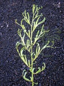 Developing bipinnate leaf of Cycas multifrondis