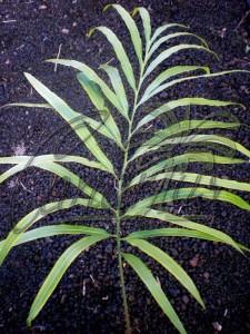 Juvenile bipinnate leaf  of Cycas longipetiolula