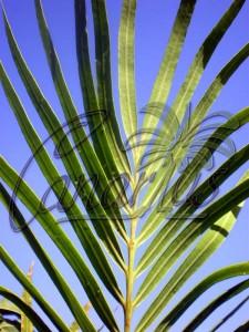 Cycas diannanensis underleaf