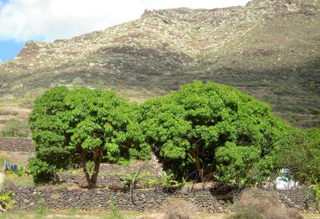 The Canary Islands