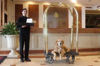 Manners Matter: Etiquette at Pet-Friendly Hotels