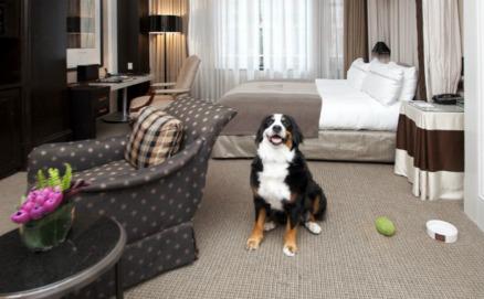 Manners Matter: Etiquette at Pet-Friendly Hotels