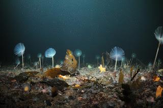 Marine Protected Areas helping to limit climate change