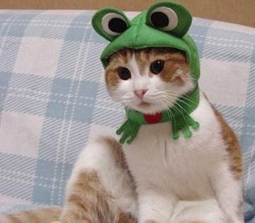 Cat Dressed as a Muppet
