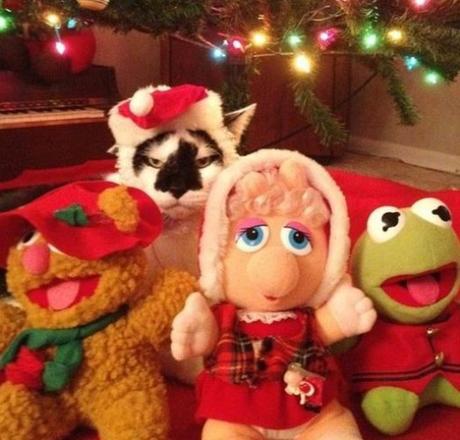 Cat With Muppet Toys