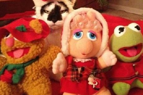 Top 10 Muppet Cats and Cats Who Are Muppet Fans