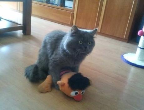 Cat With Muppet Toy