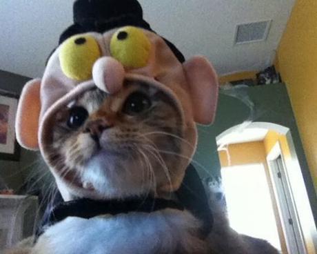Cat Dressed as a Muppet