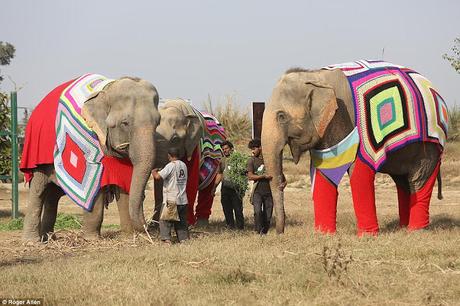 colourful knitted jumper wearing elephants ~ and care for Thiruvambady Ramabhadran