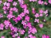 Encouraging Wildlife into Your Garden