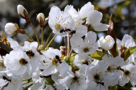 Wild Cherry blossom (Prunus avium) and Wood Ants (Formica rufa)