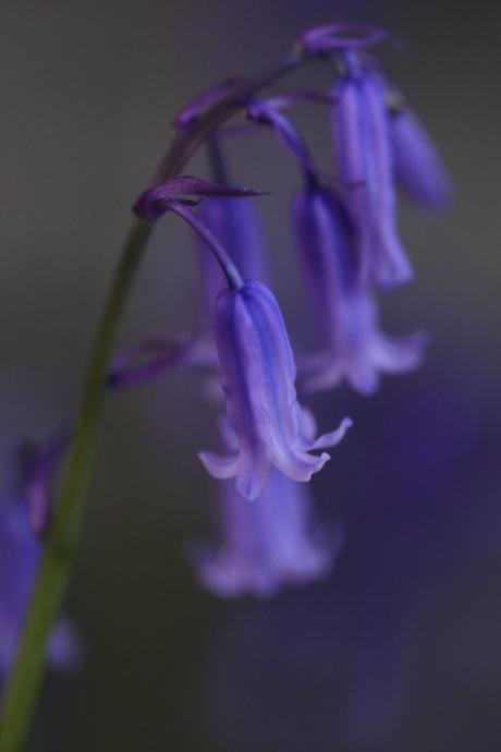 Bluebell- Hyacinthoides non-scripta