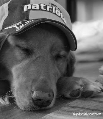 golden retriever dog dressed up in Patriots gear for Super Bowl #blackandwhite Sunday