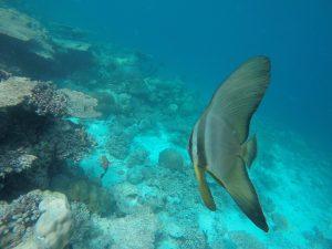 baros-island-maldives-marine-life-19