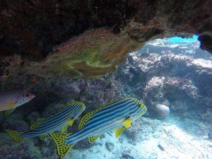 baros-island-maldives-marine-life-21