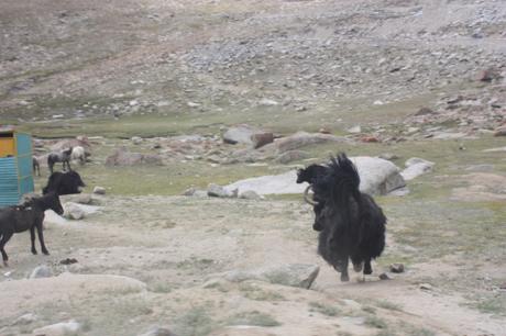 DAILY PHOTO: Galloping Yak, Posterior View