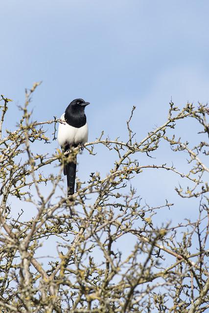 Magpie