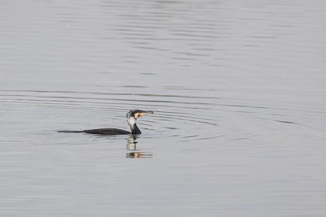 Cormorant Looking Fine in its White Headdress