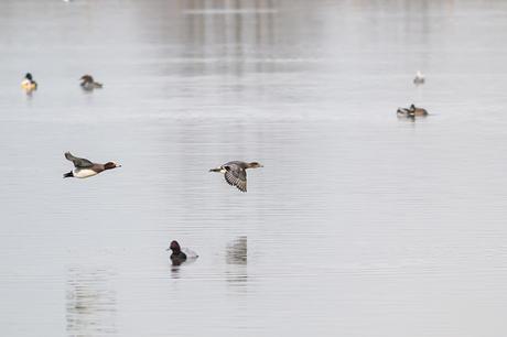 Wigeon in Flight, with Goosander and Pochard