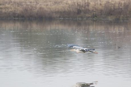 Grey Heron in Flight