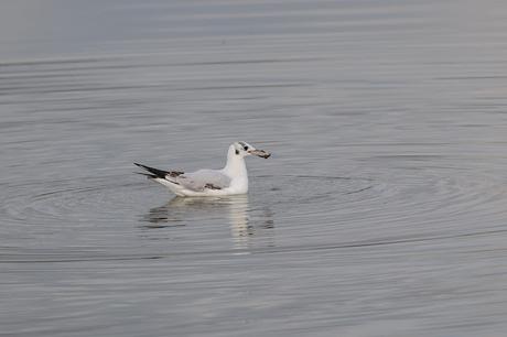 Black Headed Gull