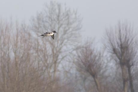 Pintail coming in to land