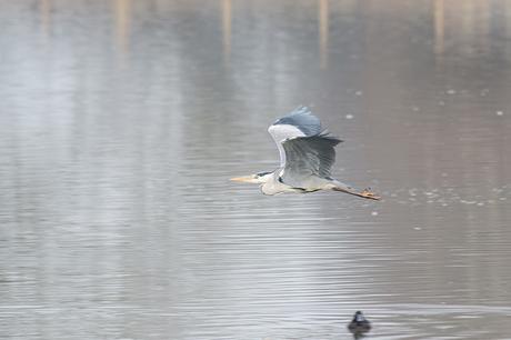 Grey Heron in Flight (2)