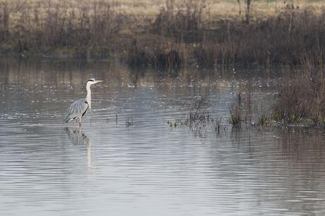 Grey Heron hunting in the Margins