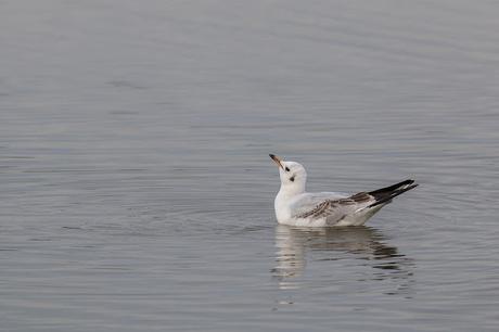 Black Headed Gull