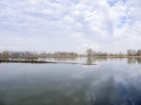 Glassy Waters of the Floodplain Forest