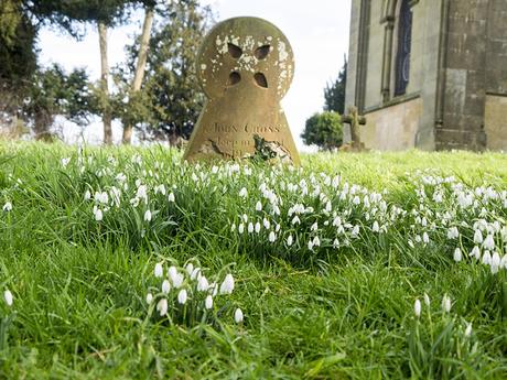 Snowdrops around grave stones