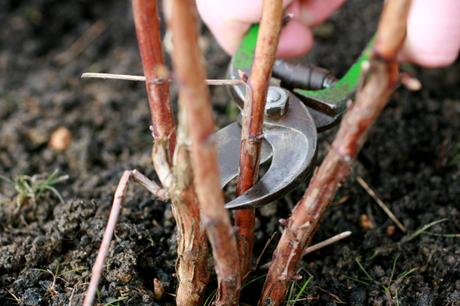 Cut each cane a couple of inches above ground level. 