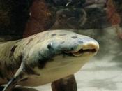 Granddad, Oldest Lungfish Euthanised