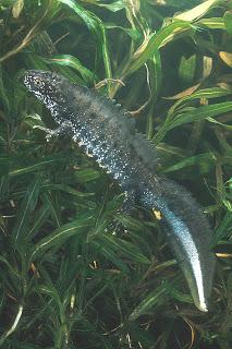 National roll out of new approach to great crested newt licensing