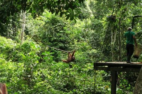 Visiting Sepilok Orangutan Rehabilitation Centre in Malaysia