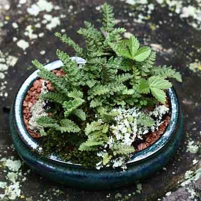 Accent and Companion Plants for Bonsai