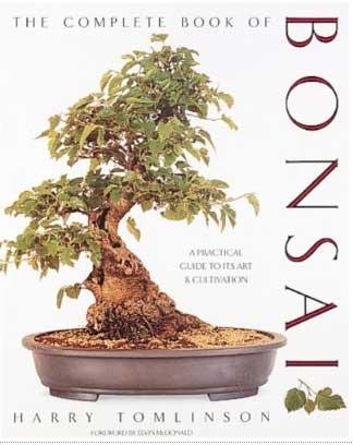 Lazy Sunday morning bonsai