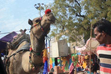 DAILY PHOTO: Rudolph the Red Nose… Camel?