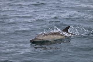 Surveys record highest numbers of three dolphin species in Hebrides