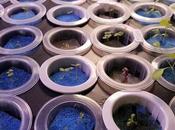 Hydroponics Indoor Gardening Challenges Ever Told