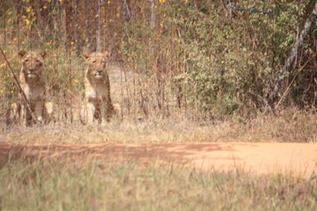 DAILY PHOTO: Side-by-Side Cats: or, Two Grumpy Lionesses