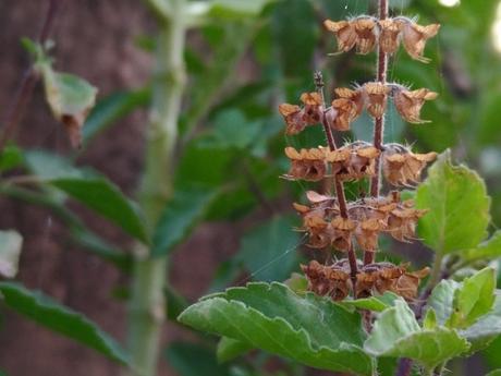 HDR photos on Asus Zenfone 3